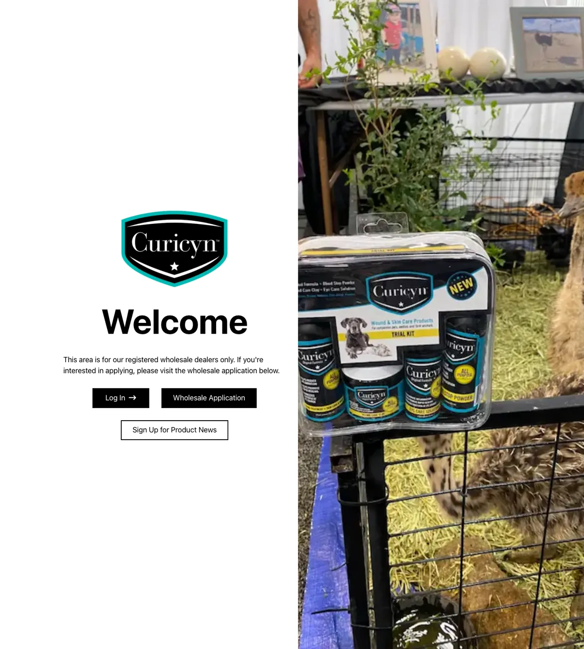 Screenshot of the Curicyn Wholesale website designed by Anchorlynk
